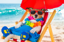 Jack Russell Terrier en vacances