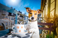 Jack Russell Terrier prenant le thé