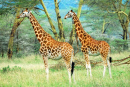 Girafes au lac du Parc National de Nakuru, Kenya