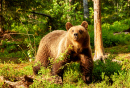 Ours brun d'une forêt Finlandaise