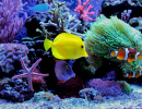Récifs de corail dans un aquarium