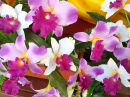Arrangement floral avec des orchidées