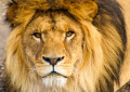 Gros plan d'un lion