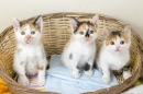 Trois petits chatons