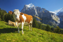 Vaches dans les hauteurs de Grindelwald, Suisse