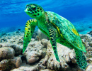 Tortue de mer Hawksbill