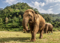 Eléphant dans un Parc Naturel à Chiang Mai, Thaïlande