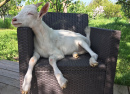 Un bébé chèvre sur une chaise de jardin