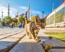 Chat à Istanbul, Turquie