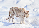 Tigre blanc du Bengal