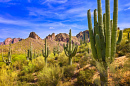 Blooming Saguaros dans le désert de Sonoran, Arizona