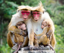 Singes macaques à tête rouge