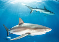 Requin dans les récifs des Caraïbes