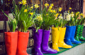 Jonquilles jaunes et jacinthes