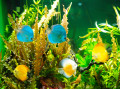Poissons tropicaux dans un aquarium