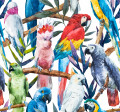 Oiseaux tropicaux