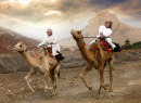 Courses de chameaux à Khadal, Oman
