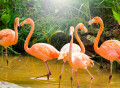 Flamants roses