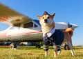 Un chien Akita Inu à l'aéroport