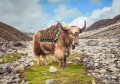 Un Yak en route pour le camp de refuge de l'Everest
