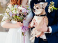 Chien mignon au mariage