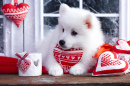 Valentine Samoyed Puppy Dog