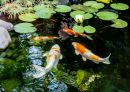 Decorative Fish in the Pond