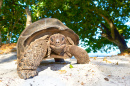 Seychelles Giant Tortoise