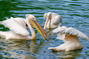 A Flock of Pelicans Fishing in the Lake