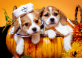 Des bébés beagles