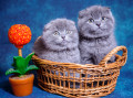 Des chatons Ecossais