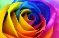 Une rose arc-en-ciel