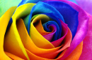 Une rose arc-en-ciel