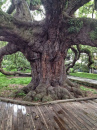 250yrold-treatyoak-Jacksonville