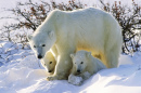 Un ours polaire avec ses petits jumeaux
