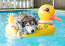 Un Husky nage dans la piscine