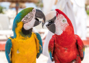 Couple de perroquets, Cancun, Mexique
