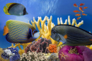 Récif de corail et poisson tropical