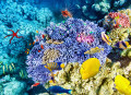Coraux et poissons tropicaux