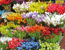 Marché aux tulipes d'Amsterdam