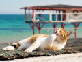 Un chat en bord de mer