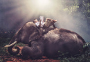 Un garçon et son éléphant