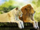 Repos d'un lion et de sa lionne
