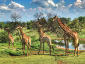 Famille de girafes