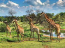 Famille de girafes