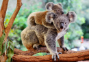 Mère Koala avec bébé sur le dos