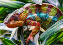 Panther Chameleon in Madagascar