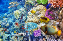 Underwater World with Corals and Tropical Fish