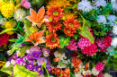 Tapis de fleurs colorées