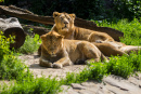 Un couple de lions